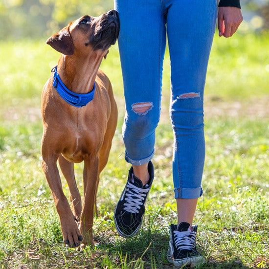 Dog wearing blue Rogz collar standing by person's side.
