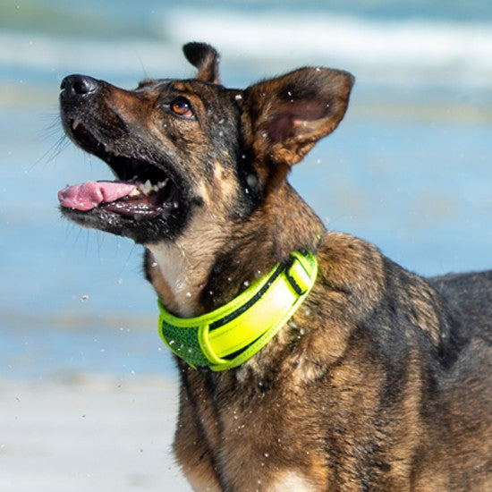 Dog wearing a green Rogz collar at the beach.