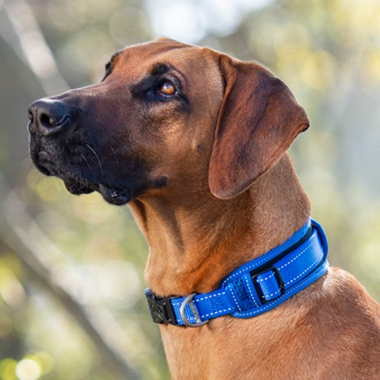 Brown dog wearing a blue Rogz collar, looking away.
