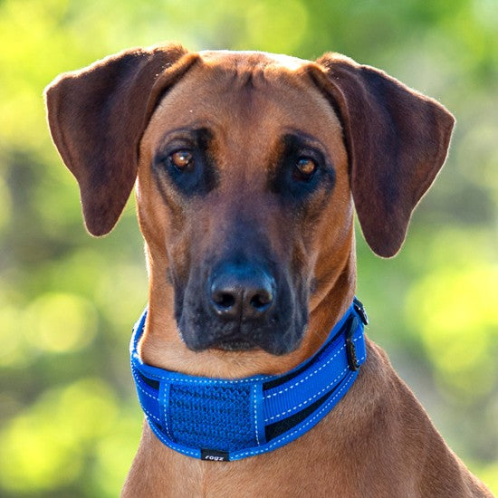 Brown dog wearing a blue Rogz collar.