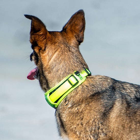 Dog wearing bright green Rogz collar looking away.