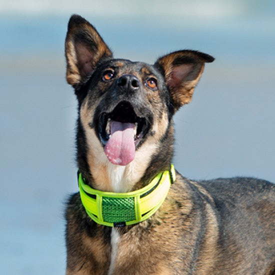 Dog wearing a bright green Rogz collar looking up.