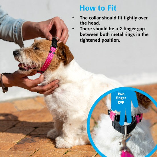 Rogz collar fitting demonstration on a white and brown dog.