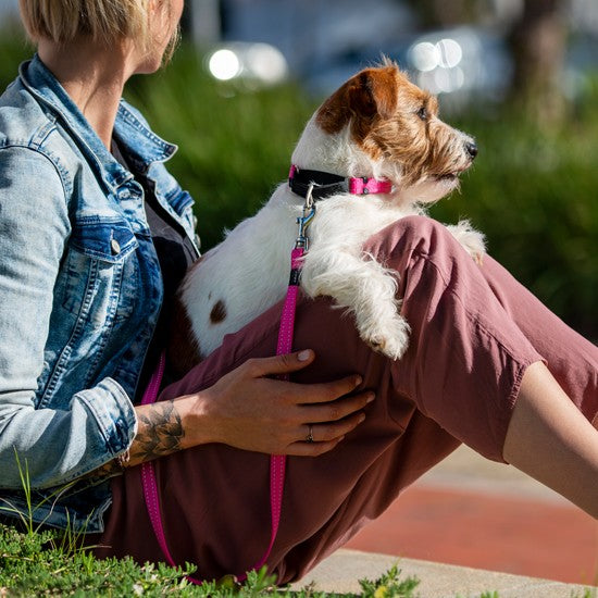 Person holding dog with pink Rogz collar and leash.