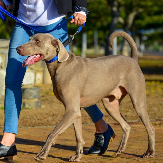 Dog wearing a blue Rogz collar walking with owner.