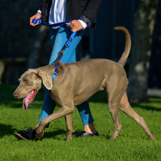 Person walking a dog with a blue Rogz leash.