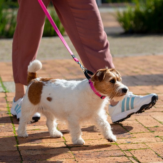 Dog on a walk with a pink Rogz leash.