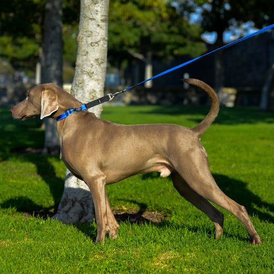 Weimaraner dog on leash in park with Rogz collar.