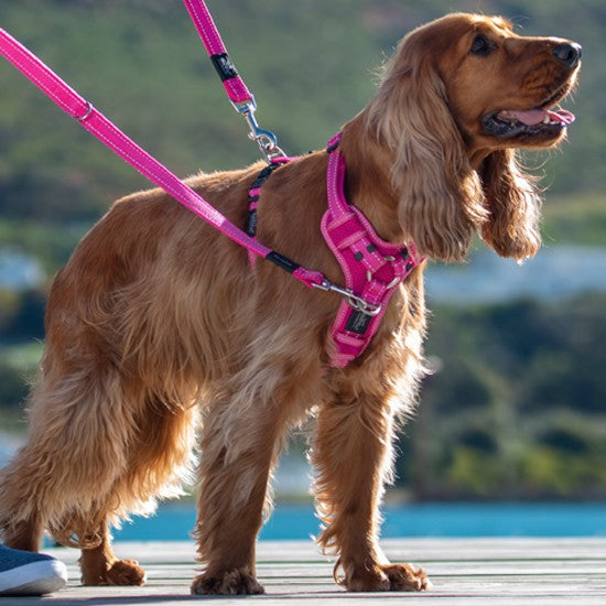 Golden Retriever wearing a pink Rogz harness and leash.