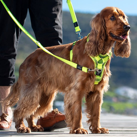 Dog in a bright green Rogz harness and leash.