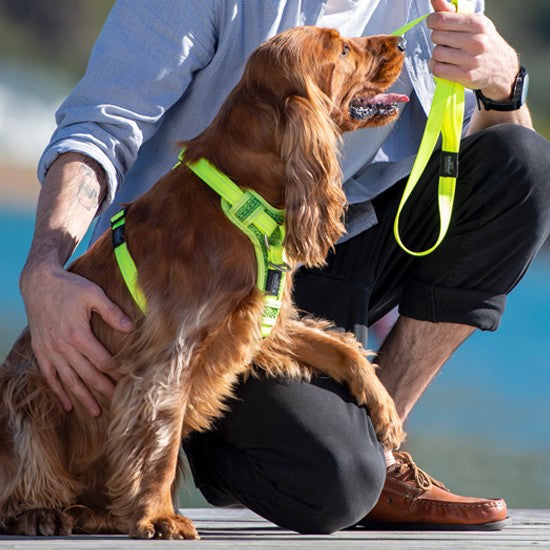 Dog with bright Rogz harness sitting beside a person.