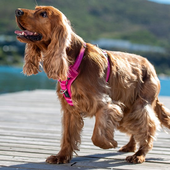 Golden Spaniel with a pink Rogz harness walking on a dock.