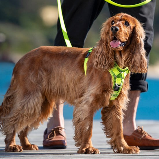 Brown dog wearing a green Rogz harness with owner nearby.