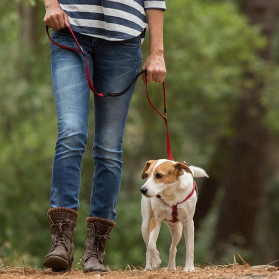 Person walking a dog with a Rogz leash in the woods.