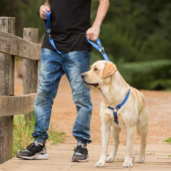 Man with a Labrador using a blue Rogz leash.