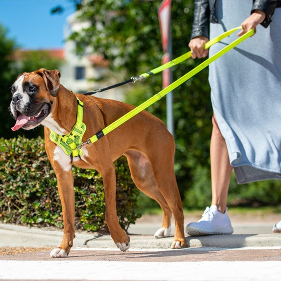 Boxer dog on walk with Rogz harness and leash.