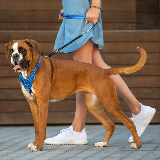 Brown dog with a blue Rogz collar on a leash.
