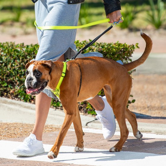 Boxer dog wearing Rogz harness on a sunny walk.