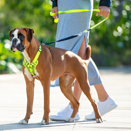 A boxer dog wearing a Rogz harness on a walk.