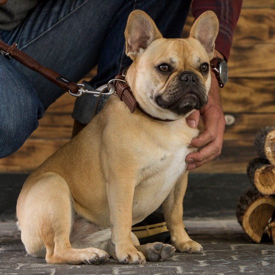 French Bulldog with Rogz collar sitting by person's side.