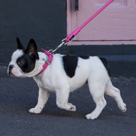 French Bulldog walking with pink Rogz leash.