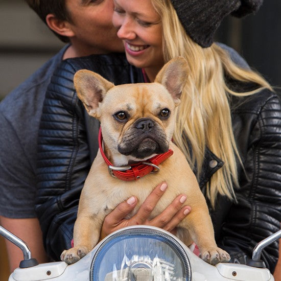 French Bulldog wearing a Rogz collar with embracing couple.