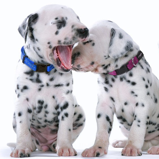 Two Dalmatian puppies wearing Rogz collars playfully interacting.
