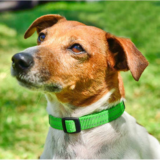 Dog with green Rogz collar looking up attentively.