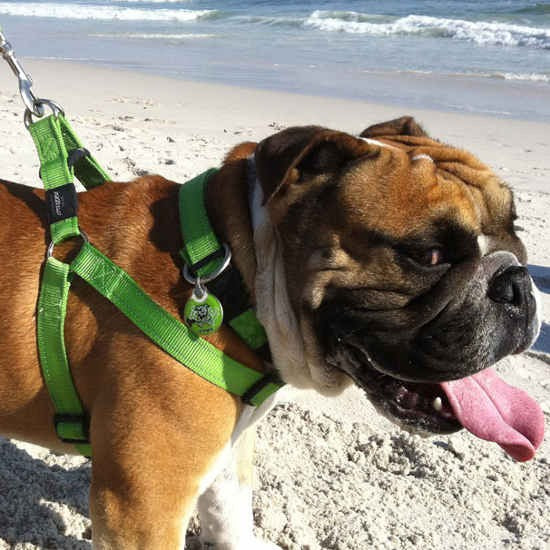 Bulldog wearing a green Rogz harness on the beach.