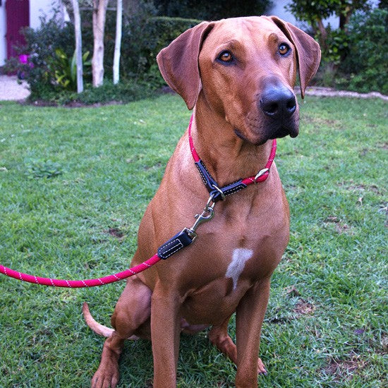 Brown dog with Rogz collar and leash sitting on grass.