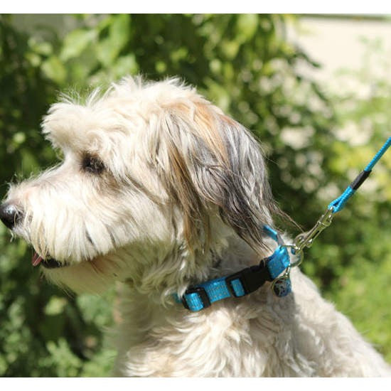 Dog wearing a blue Rogz collar on a leash outside.