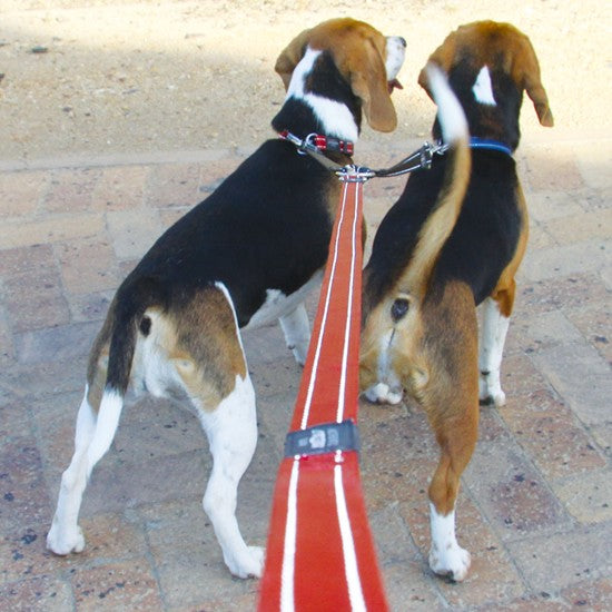 Two dogs connected by a Rogz splitter lead.