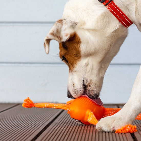 Dog playing with orange Rogz toy on wooden floor.