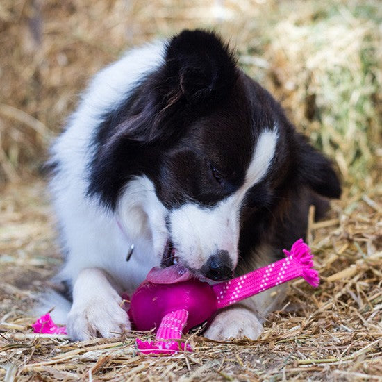 Border Collie chewing a pink Rogz dog toy on hay.