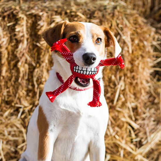 Dog with Rogz toy in mouth against hay background.
