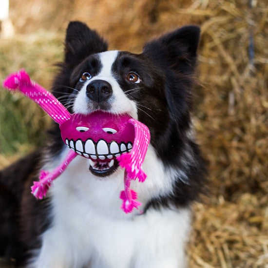 Black and white dog playing with pink Rogz toy.
