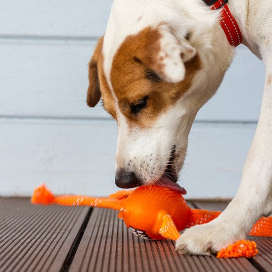 Dog playing with orange Rogz chew toy on deck.