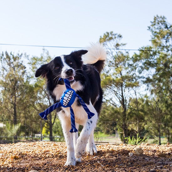 A black and white dog carrying a blue Rogz toy outdoors.