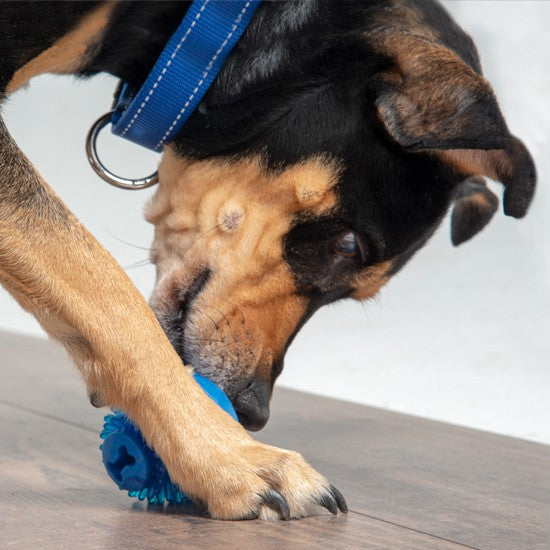 Dog plays with blue Rogz toy on floor.