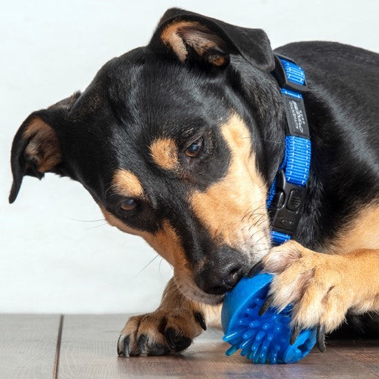 Dog with blue Rogz collar plays with a blue toy.