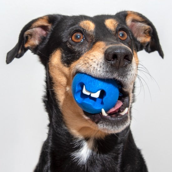 Dog with a blue Rogz ball in its mouth.