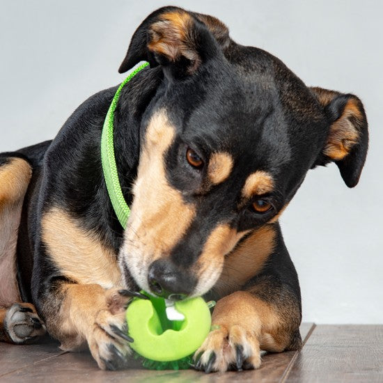 Dog playing with a green Rogz toy ball.