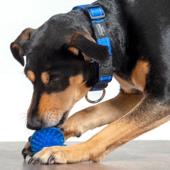 Dog with blue Rogz collar playing with a blue ball.