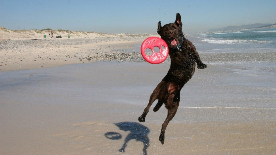 Dog catching a Rogz frisbee on sunny beach.