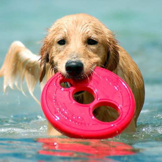 Wet golden retriever swimming with pink Rogz frisbee.