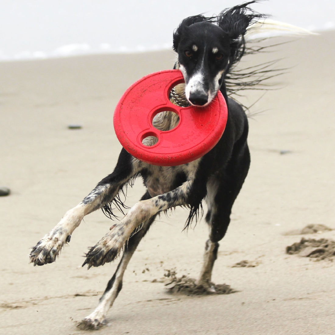 Dog carrying a red Rogz frisbee on the beach.