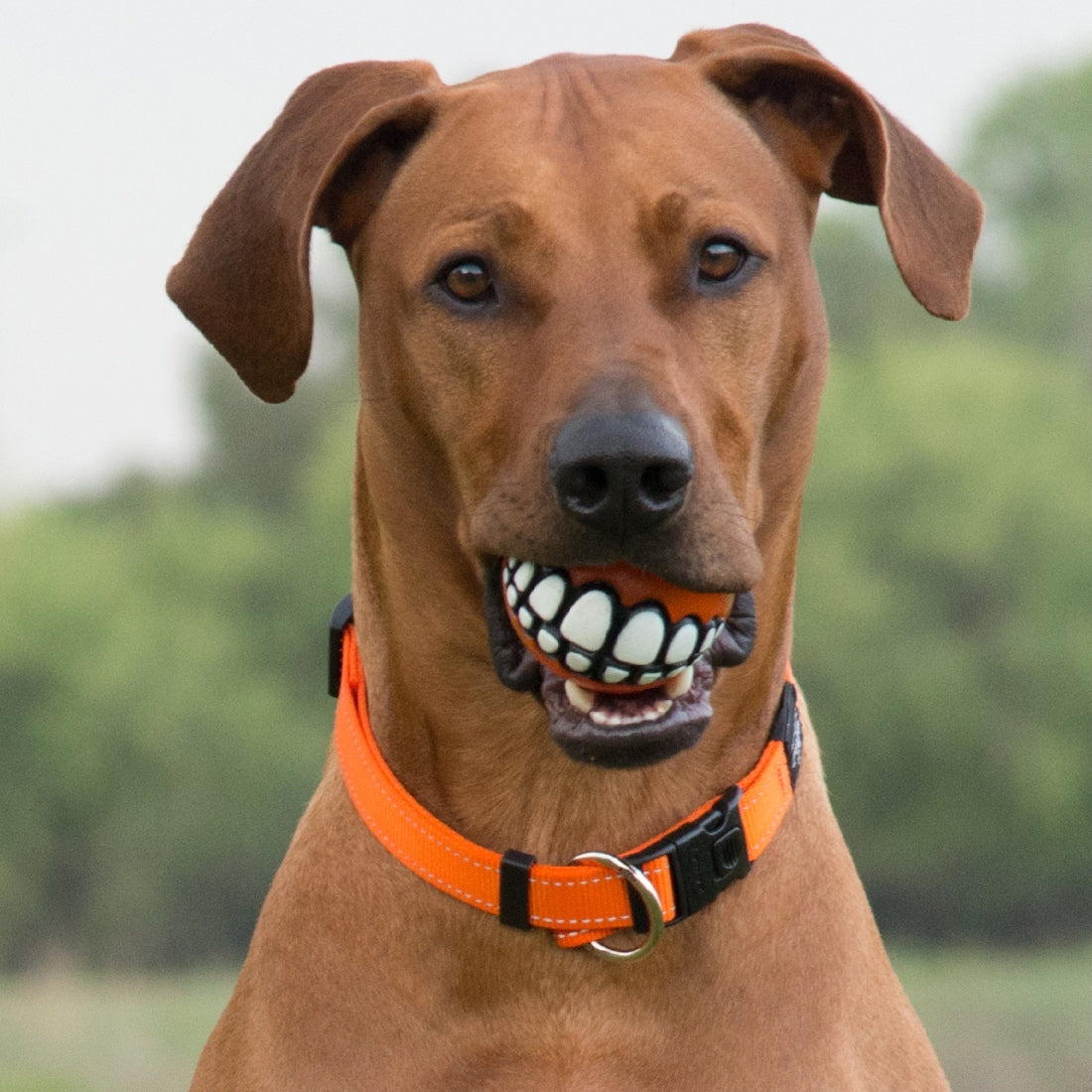 Dog wearing a Rogz orange collar and a ball-grinning toy.