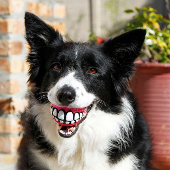 Border Collie holding a Rogz Grinz ball in its mouth.