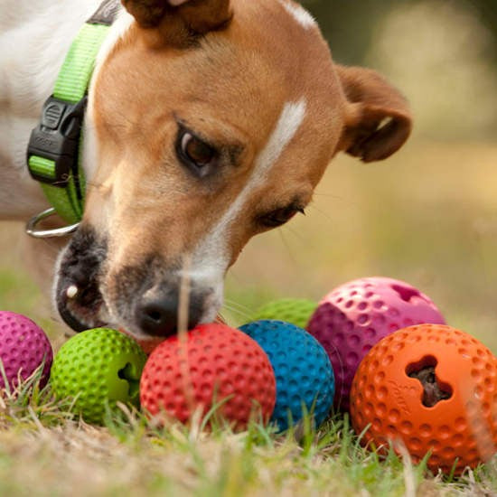 Dog sniffing colorful Rogz balls on grass.