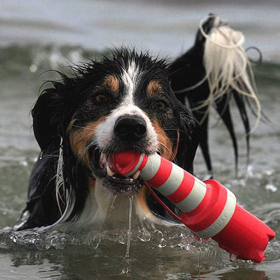 Dog swimming with a red and white Rogz toy in mouth.